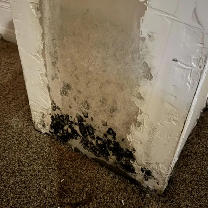 Professional Mold Removal in Newcastle, OK